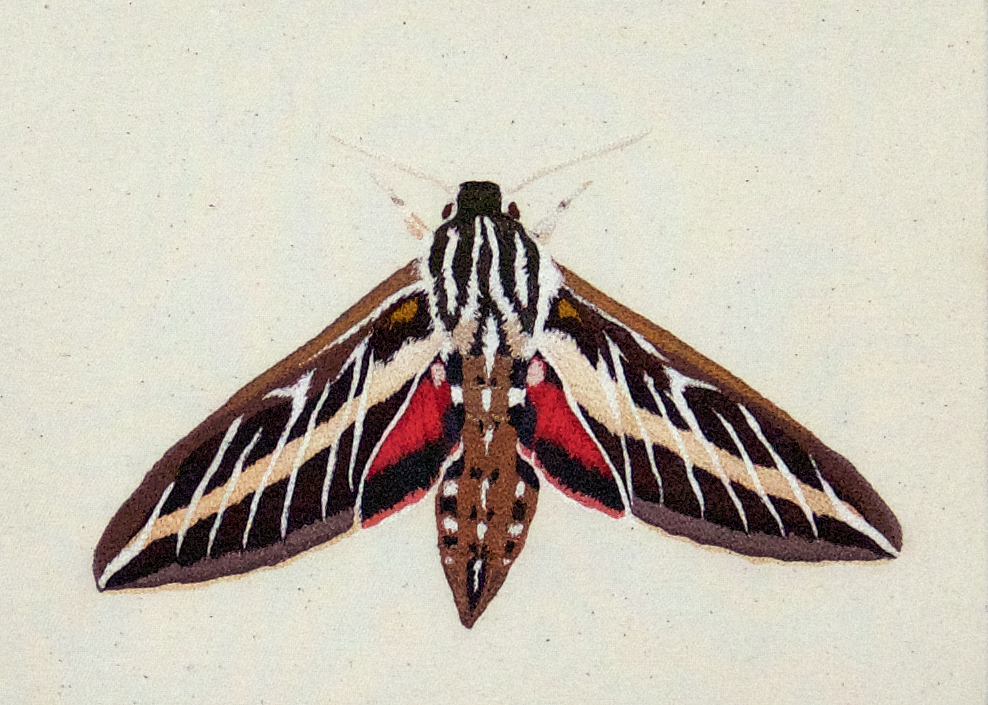 Striped Hawkmoth Embroidery
